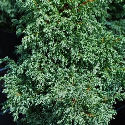 Chamaecyparis pisifera 'Boulevard' Kék szavára álciprus