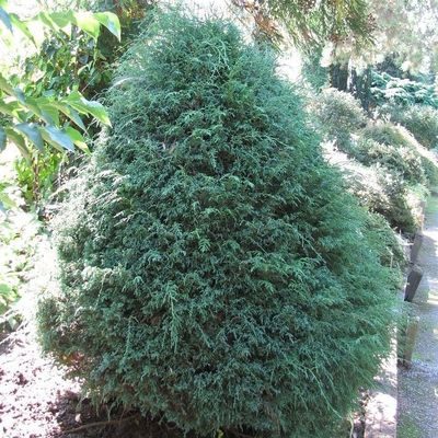 Chamaecyparis pisifera 'Dwarf Blue' T&ouml;rpe szav&aacute;ra &aacute;lciprus