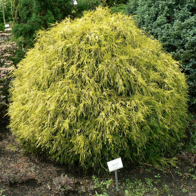 Chamaecyparis pisifera 'Flifera Aurea' Arany szavára álciprus