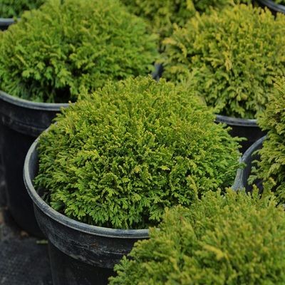 Chamaecyparis pisifera 'Hime-sawara' Szavára álciprus