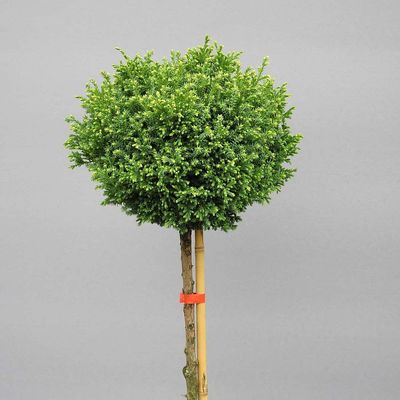 Szav&aacute;ra &aacute;lciprus Chamaecyparis pisifera 'Spaans Cannon'