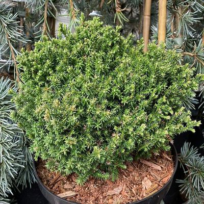 Chamaecyparis pisifera 'Spaans Cannon' Szav&aacute;ra &aacute;lciprus