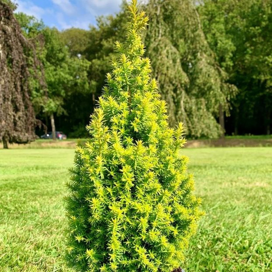 Chamaecyparis thyoides 'Novagold' Mocsári hamisciprus