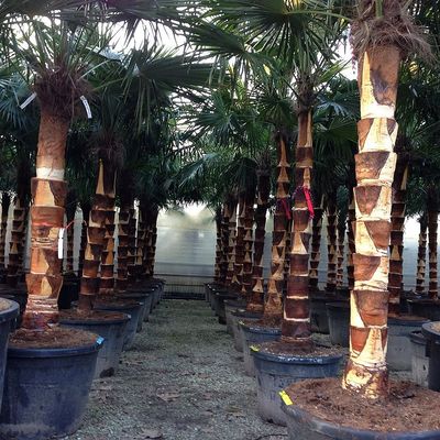 Kínai kenderpálma Trachycarpus fortunei