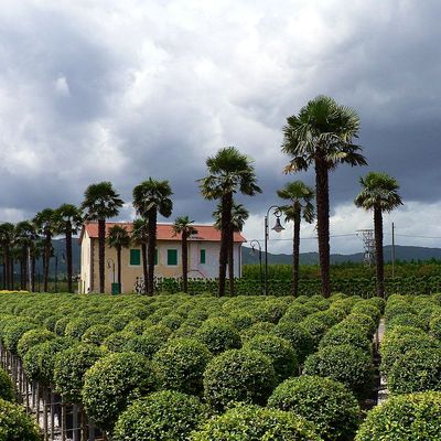 Kínai kenderpálma Trachycarpus fortunei