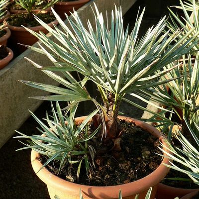 Marokkói kék lószőrpálma Chamaerops humilis var. 'Argentea'