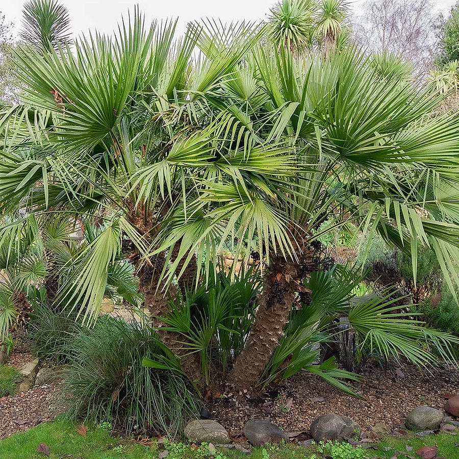 Európai lószőrpálma Chamaerops humilis