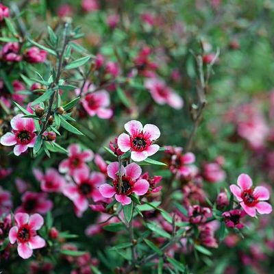 Chamelaucium uncinatum (Waxflower) Viaszág