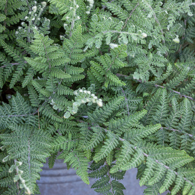 Cheilanthes lanosa Szőr&ouml;s ajakp&aacute;fr&aacute;ny