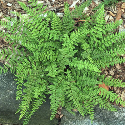 Szőr&ouml;s ajakp&aacute;fr&aacute;ny Cheilanthes lanosa