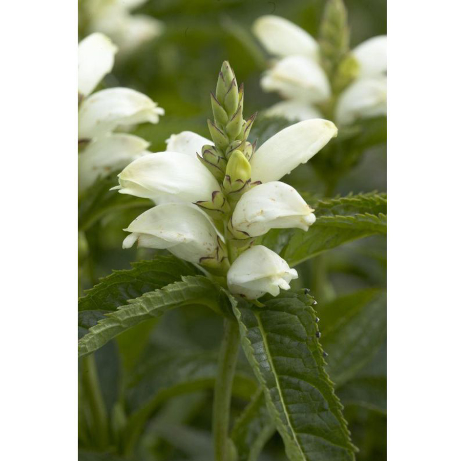 Csinos gerlefej Chelone obliqua 'Alba'