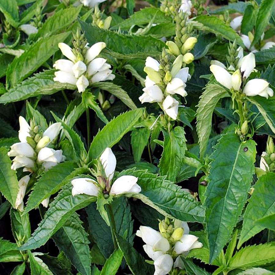 Chelone obliqua 'Alba' Csinos gerlefej