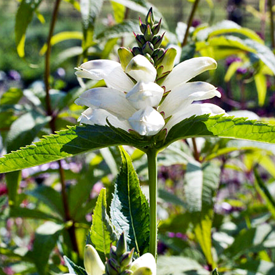 Csinos gerlefej Chelone obliqua 'Alba'