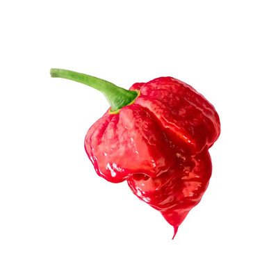 Capsicum chinense 'Trinidad Moruga Scorpion' Chili 'Skorpió'
