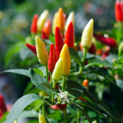 Capsicum frutescens 'Tabasco' Chili 'Tabasco'