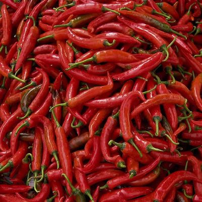 Capsicum annuum 'Thai Red' Chili 'Thai Red'