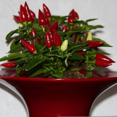 Capsicum annuum Törpe chili