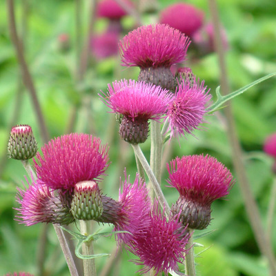 Cirsium rivulare 'Atropurpureum' Csermelyaszat