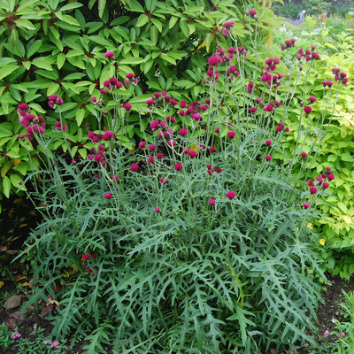 Csermelyaszat Cirsium rivulare 'Atropurpureum'