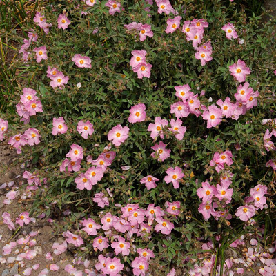 Cistus argenteus 'Silver Pink' Szuhar