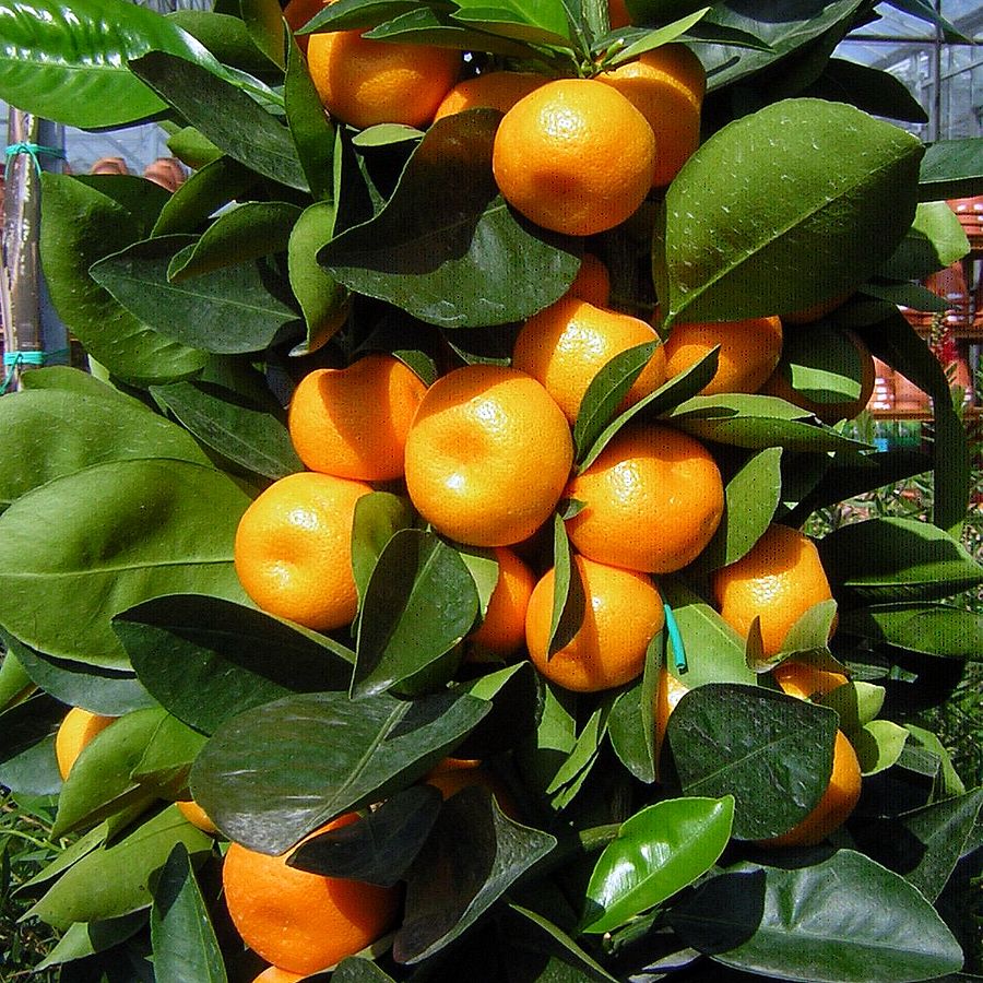 Citrus mitis 'Calamondin'