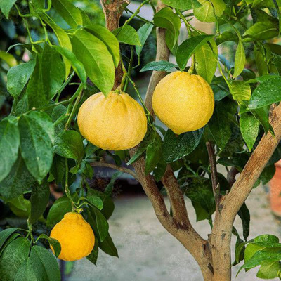 Bergamottnarancs Citrus bergamia