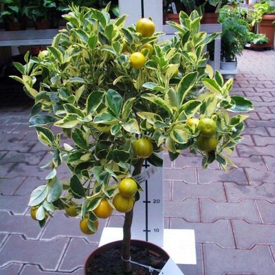 Kalamondin Citrus mitis 'Calamondin Variegata'