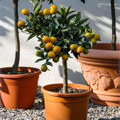 Kumkvat / koktélmandarin Citrus fortunella 'Kumquat'