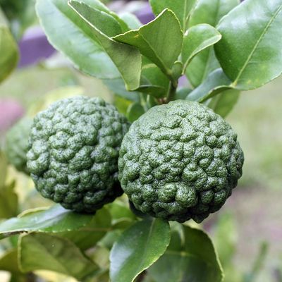 Citrus hystrix Kaffir Lime(aromacitrom)