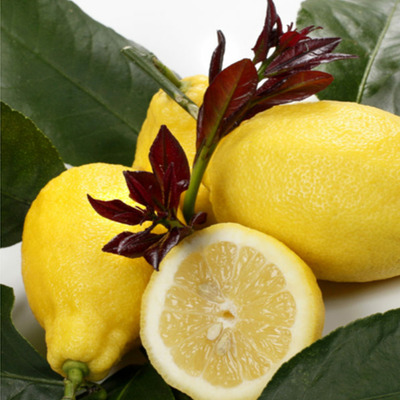 Citrus limon 'Carrubaro' Folytontermő citrom