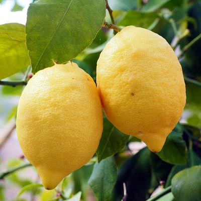Citrom Citrus limon