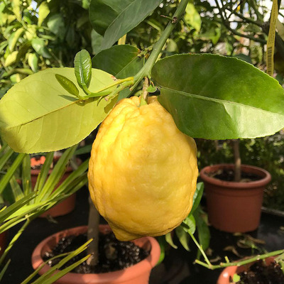 Cédrátcitrom, óriás citrom Citrus medica 'Cedro'