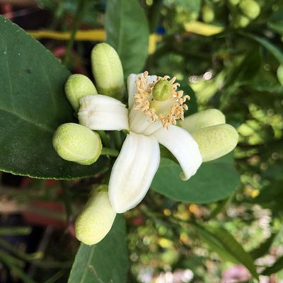 Cédrátcitrom, óriás citrom Citrus medica 'Cedro'