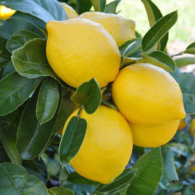 Bőtermő citrom Citrus x meyeri 'Meyer'