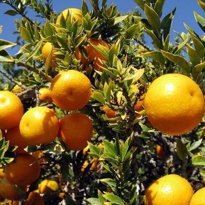 Mirtuszlevelű t&ouml;rpenarancs Citrus myrtifolia 'Chinotto'