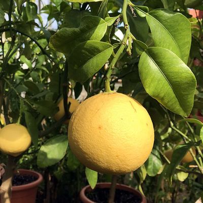 Grapefruit Citrus x paradisi (Grapefruit)