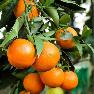 Citrus reticulata Mandarin