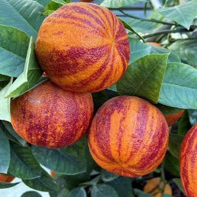 Szivárvány narancs Citrus sinensis 'Arcobaleno'