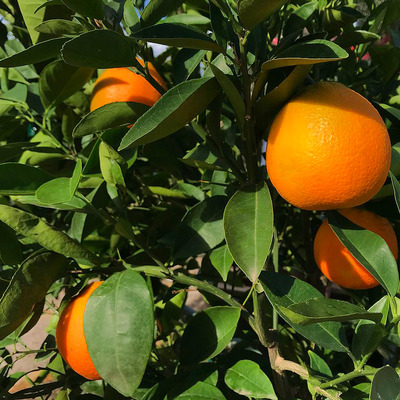 Narancs Citrus sinensis