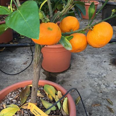 Satsuma mandarin Citrus unshiu