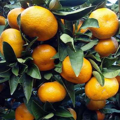 Citrus unshiu Satsuma mandarin