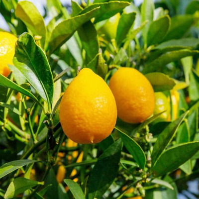 Citrus x floridiana (Limequat) Kokt&eacute;lcitrom