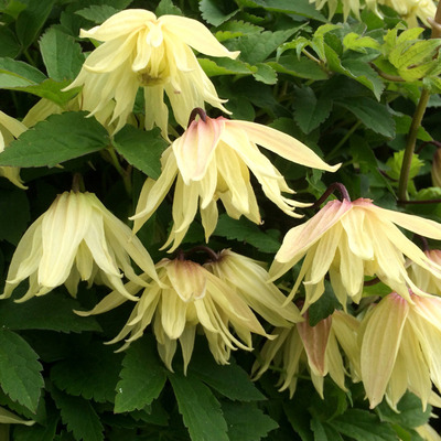 Clematis 'Amber' Iszalag