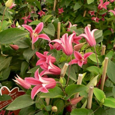 Clematis texensis 'Princess Diana' Hálós iszalag