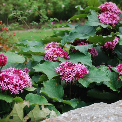 Clerodendrum bungei V&ouml;r&ouml;slő v&eacute;gzetfa