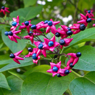 Clerodendrum trichotomum 'Fargesii' K&eacute;sei v&eacute;gzetfa
