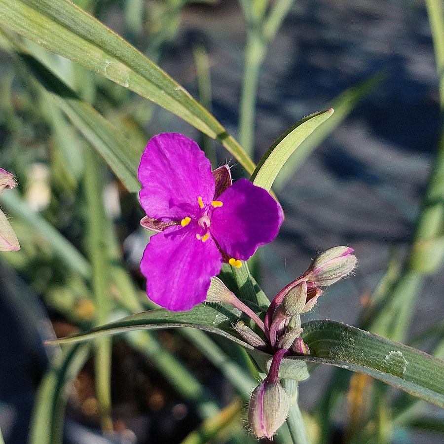 Tradescantia andersoniana 'Concord Grape' Kerti pletyka