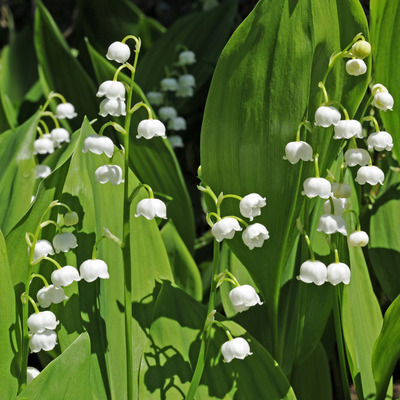 Convallaria majalis Gyöngyvirág