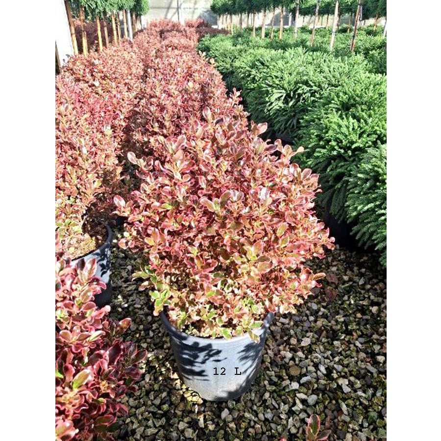 Coprosma 'Eclipse' M&aacute;zlev&eacute;l