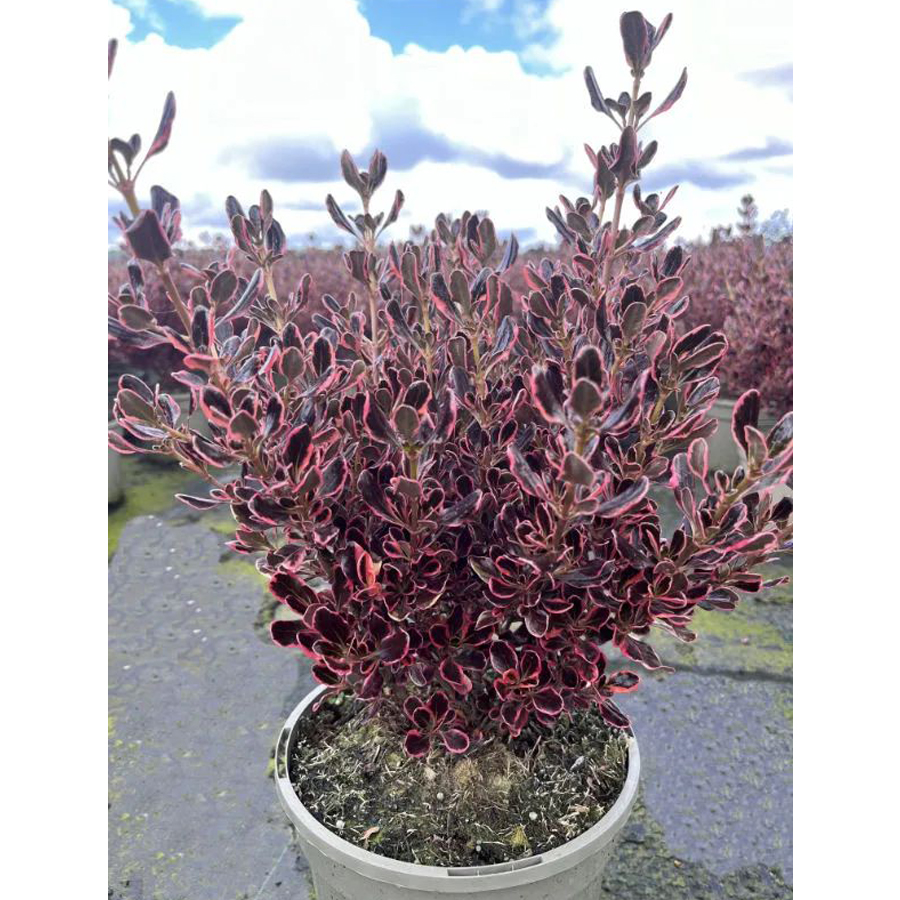 M&aacute;zlev&eacute;l Coprosma 'Eclipse'